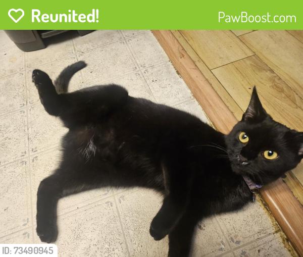 Reunited Female Cat last seen S Hacienda Blvd., Hacienda Heights, CA 91745