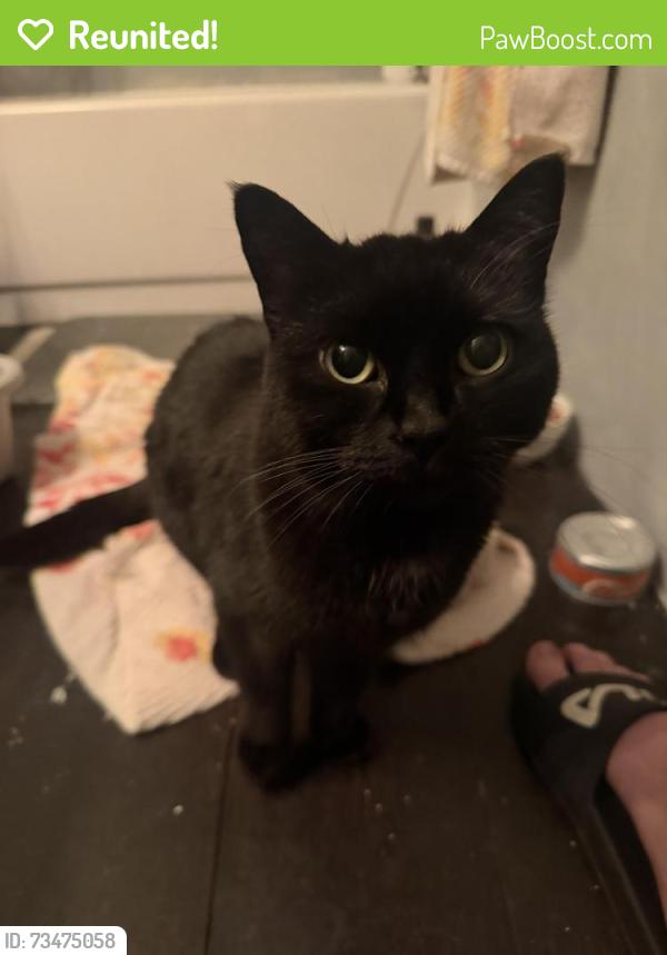 Reunited Unknown Cat last seen Queen anne Beerhall, Seattle, WA 98119