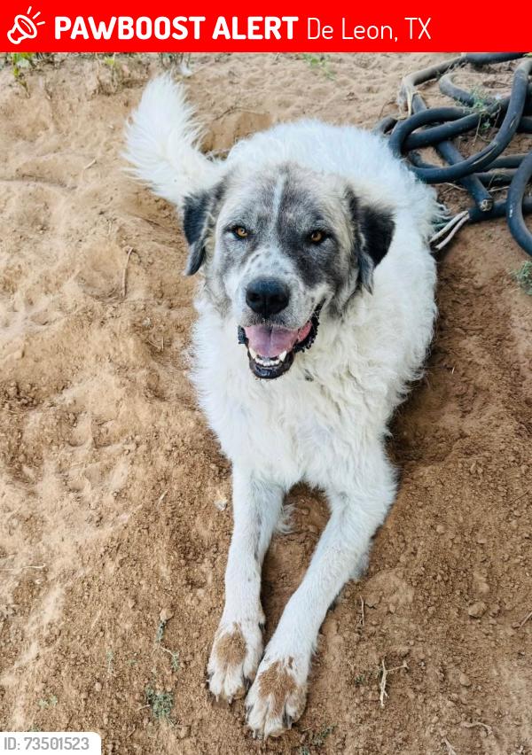 Lost Male Dog last seen De Leon Tx, De Leon, TX 76444