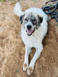 Lost Male Dog last seen De Leon Tx, De Leon, TX 76444