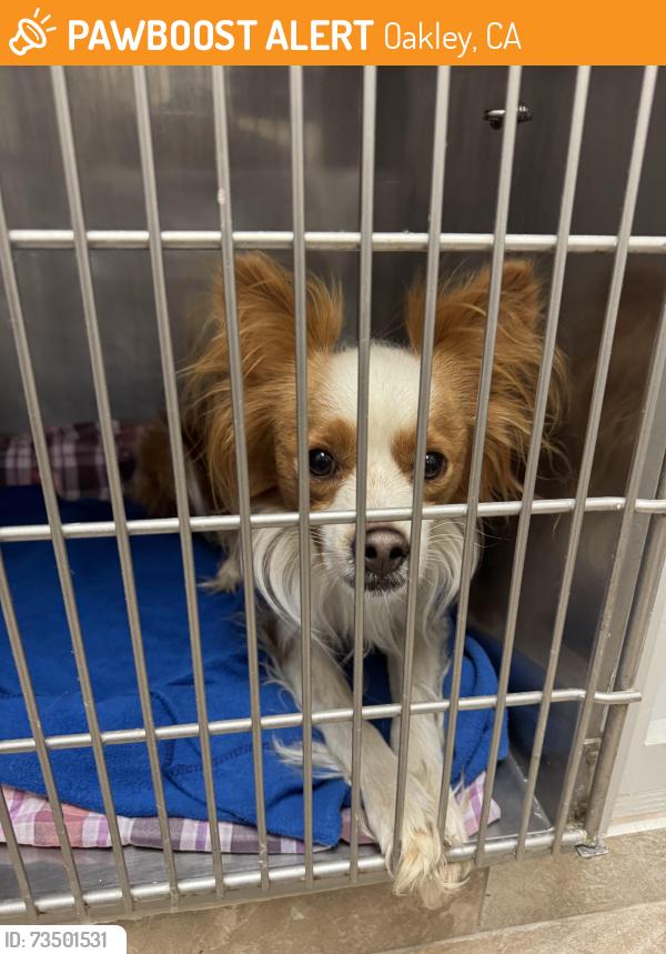 Found/Stray Male Dog last seen Found at the intersection of Delta and Sellers, Oakley, CA 94561
