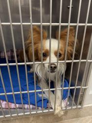 Found/Stray Male Dog last seen Found at the intersection of Delta and Sellers, Oakley, CA 94561