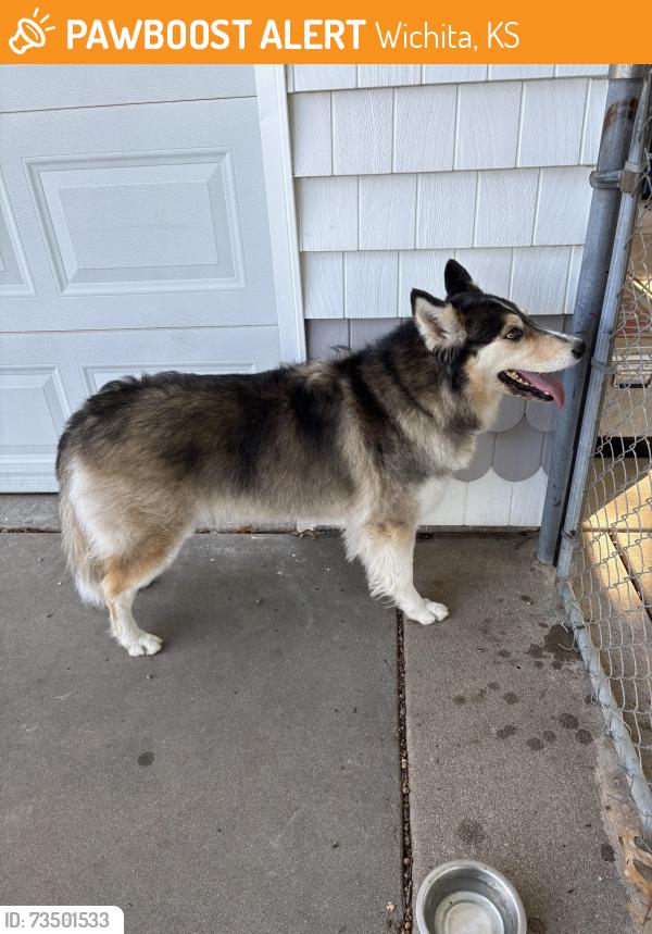 Found/Stray Male Dog last seen Ridge and Hollywood, Wichita, KS 67215