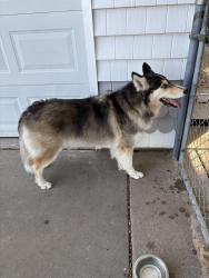Found/Stray Male Dog last seen Ridge and Hollywood, Wichita, KS 67215