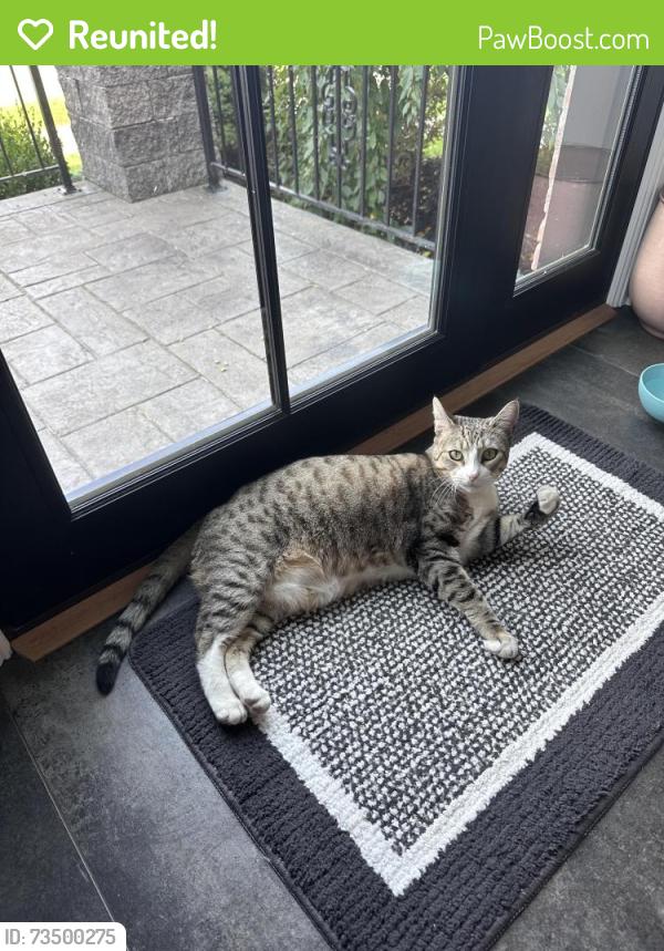 Reunited Female Cat last seen South Manning Blvd & Myrtle Ave, Albany, NY 12203