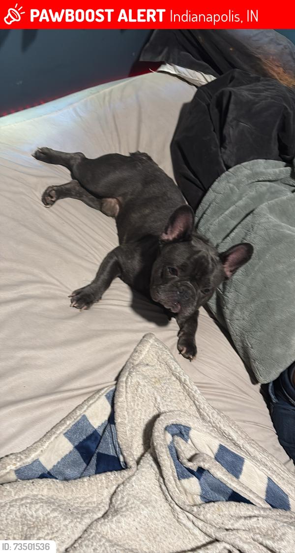 Lost Male Dog last seen Near w Deborah st, Indianapolis, IN 46224