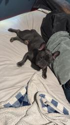Lost Male Dog last seen Near w Deborah st, Indianapolis, IN 46224