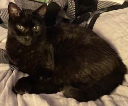 Reunited Male Cat last seen Hemlock rd & hemlock radial, Ocala, FL 34472