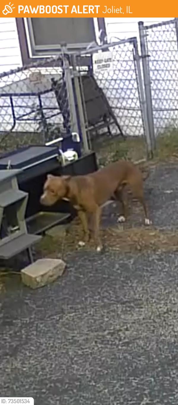 Found/Stray Male Dog last seen St Jude Ave & Notre Dame Ave, Joliet, IL 60436