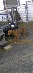 Found/Stray Male Dog last seen St Jude Ave & Notre Dame Ave, Joliet, IL 60436