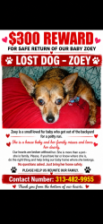 Lost Female Dog last seen Kelly Boulder, Detroit, MI 48205