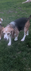 Reunited Male Dog last seen My hse, La Grange Park, IL 60526