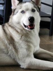 Reunited Male Dog last seen Park row, Pantego, TX 76013