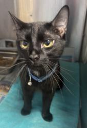 Shelter Stray Male Cat last seen Near Watling Ln Bldg 626, 30083, GA, 3280 Chamblee Dunwoody Rd, Chamblee, GA 30341, USA