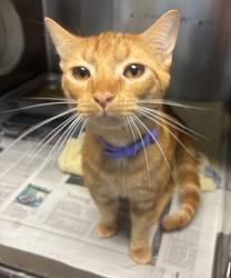 Shelter Stray Male Cat last seen Near Watling Ln Bldg 626, 30083, GA, 3280 Chamblee Dunwoody Rd, Chamblee, GA 30341, USA