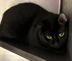 Shelter Stray Male Cat last seen Near Watling Ln Bldg 626, 30083, GA, 3280 Chamblee Dunwoody Rd, Chamblee, GA 30341, USA