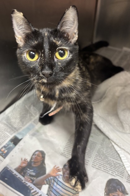 Shelter Stray Female Cat last seen Near Watling Ln Bldg 626, 30083, GA, 3280 Chamblee Dunwoody Rd, Chamblee, GA 30341, USA