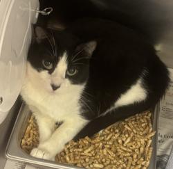 Shelter Stray Male Cat last seen Near Watling Ln Bldg 626, 30083, GA, 3280 Chamblee Dunwoody Rd, Chamblee, GA 30341, USA