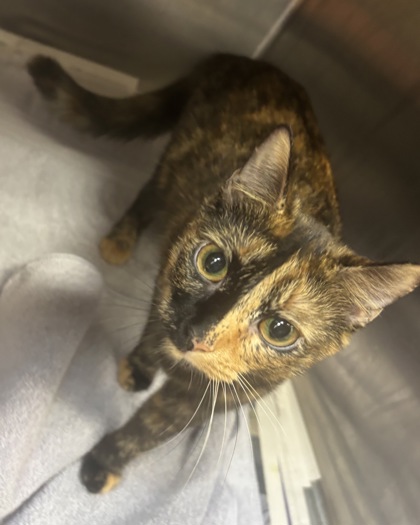 Shelter Stray Female Cat last seen Near Watling Ln Bldg 626, 30083, GA, 3280 Chamblee Dunwoody Rd, Chamblee, GA 30341, USA