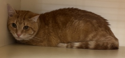 Shelter Stray Male Cat last seen Near Watling Ln Bldg 626, 30083, GA, 3280 Chamblee Dunwoody Rd, Chamblee, GA 30341, USA