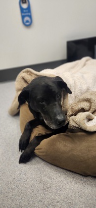 Shelter Stray Male Dog last seen Tahoe Avenue Adoption Center, Roseville City, CA, 200 Tahoe Ave, Roseville, CA 95678, USA