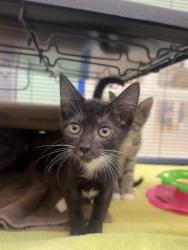 Shelter Stray Female Cat last seen Near 104th Ct, IRC AC, FL, 6230 77th St, Vero Beach, FL 32967, USA