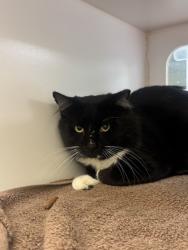 Shelter Stray Male Cat last seen Near 40th Ave, IRC AC, FL, 6230 77th St, Vero Beach, FL 32967, USA