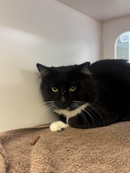 Shelter Stray Male Cat last seen Near 40th Ave, IRC AC, FL, 6230 77th St, Vero Beach, FL 32967, USA