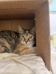 Shelter Stray Female Cat last seen Near 49th ave, Vero Beach, FL, 6230 77th St, Vero Beach, FL 32967, USA