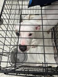 Shelter Stray Female Dog last seen Near Fayetteville Road, Palmetto, GA, 1251 Fulton Industrial Blvd NW, Atlanta, GA 30336, USA