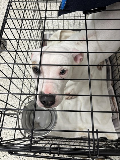Shelter Stray Female Dog last seen Near Fayetteville Road, Palmetto, GA, 1251 Fulton Industrial Blvd NW, Atlanta, GA 30336, USA