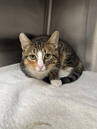 Shelter Stray Female Cat last seen Near West Paces Ferry NW, Atlanta, GA, 1251 Fulton Industrial Blvd NW, Atlanta, GA 30336, USA