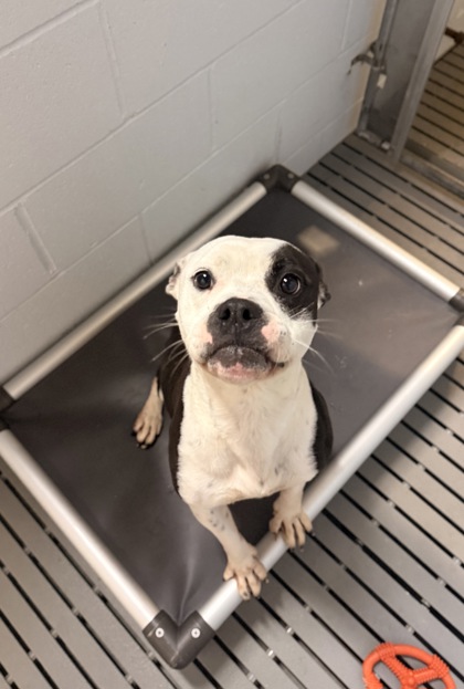 Shelter Stray Female Dog last seen Near Riverside Rd, Grifton,, 1639 Old Airport Rd, New Bern, NC 28562, USA