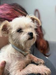 Shelter Stray Female Dog last seen Covington Pike, Memphis, TN, 935 Farm Rd, Memphis, TN 38134, USA