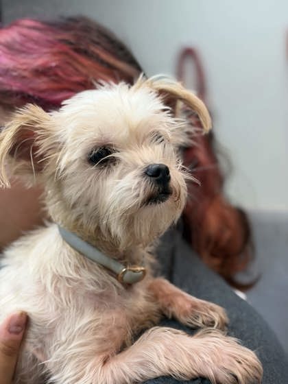 Shelter Stray Female Dog last seen Covington Pike, Memphis, TN, 935 Farm Rd, Memphis, TN 38134, USA