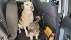 Reunited Female Dog last seen On property at 5533 Wright Road, Sherman, TX 75092