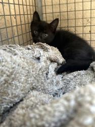 Shelter Stray Female Cat last seen Dalton Ln, Knox County ASO, TN, 3201 Division St, Knoxville, TN 37919, USA