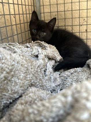 Shelter Stray Female Cat last seen Dalton Ln, Knox County ASO, TN, 3201 Division St, Knoxville, TN 37919, USA