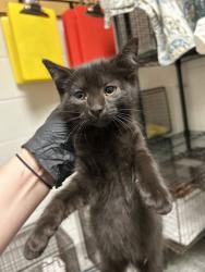 Shelter Stray Unknown Cat last seen Near Davis Dr., Knox County ASO, TN, 3201 Division St, Knoxville, TN 37919, USA