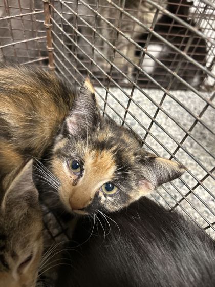 Shelter Stray Unknown Cat last seen Near Davis Dr., Knox County ASO, TN, 3201 Division St, Knoxville, TN 37919, USA