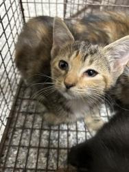 Shelter Stray Unknown Cat last seen Near Davis Dr., Knox County ASO, TN, 3201 Division St, Knoxville, TN 37919, USA