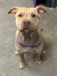 Shelter Stray Female Dog last seen Near Mannor, 4th District, OH, 9203 Detroit Ave, Cleveland, OH 44102, USA