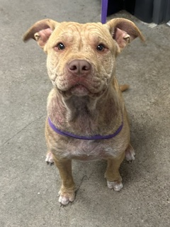 Shelter Stray Female Dog last seen Near Mannor, 4th District, OH, 9203 Detroit Ave, Cleveland, OH 44102, USA