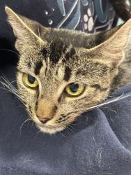 Shelter Stray Female Cat last seen SUNHAVEN DR BACKYARD, San Antonio, TX, 4804 Fredericksburg Rd, San Antonio, TX 78229, USA
