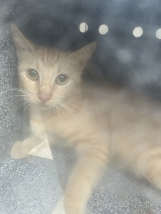 Shelter Stray Female Cat last seen Near Sandage Ave, South District, TX, 355 Hillshire Dr, Haslet, TX 76052, USA