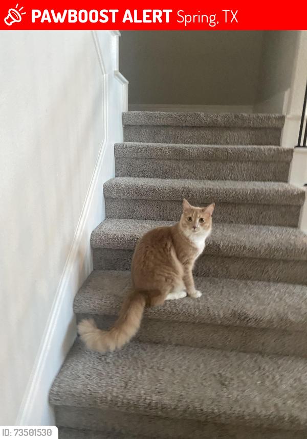 Lost Male Cat last seen Volante dr 77386 near Harmony community, Spring, TX 77386