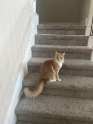 Lost Male Cat last seen Volante dr 77386 near Harmony community, Spring, TX 77386