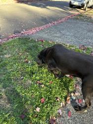 Found/Stray Unknown Dog last seen Near & Kincaid, Eugene, OR 97405