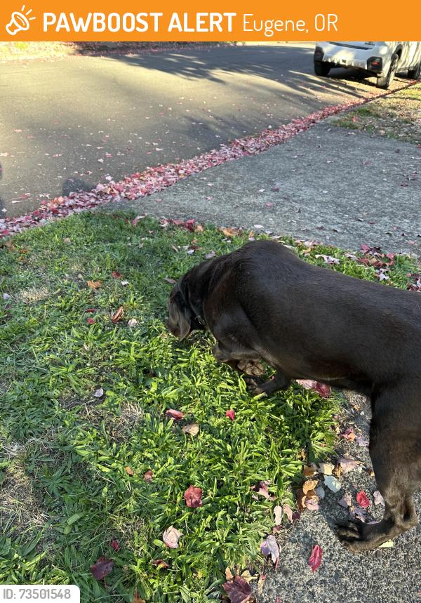 Found/Stray Unknown Dog last seen Near & Kincaid, Eugene, OR 97405