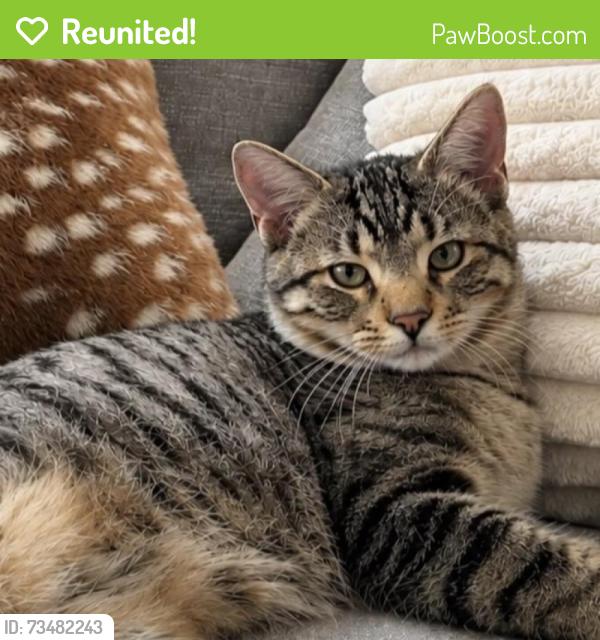 Reunited Male Cat last seen Hidden Creek apmts, Madison, WI 53704